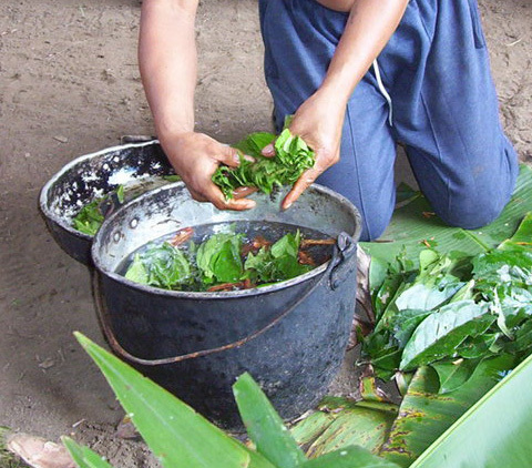 Prepararea băuturii ayahuasca